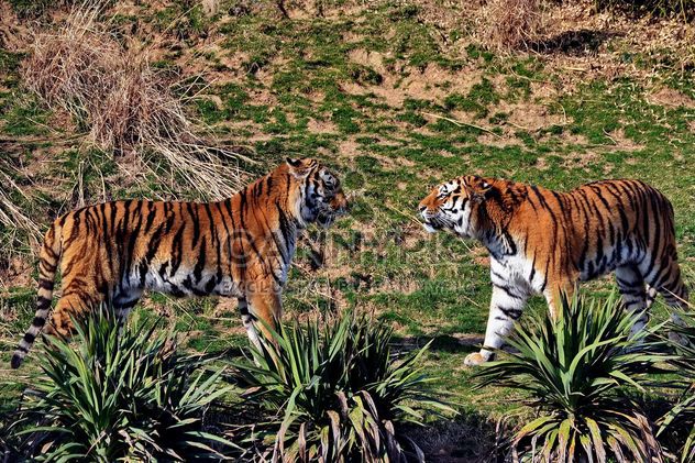 Tigers in Park - image gratuit #273653 