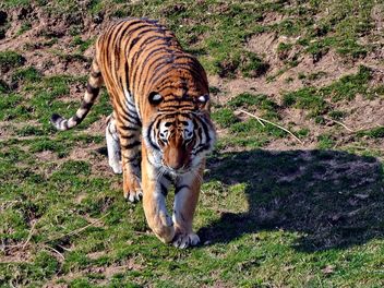 Tiger - image gratuit #273663 