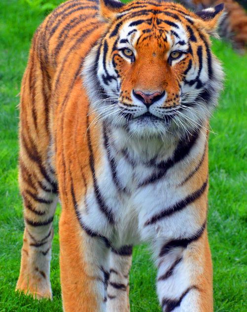 Tiger - image #273693 gratis