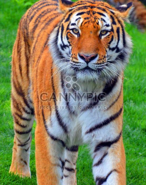 Tiger - Kostenloses image #273693