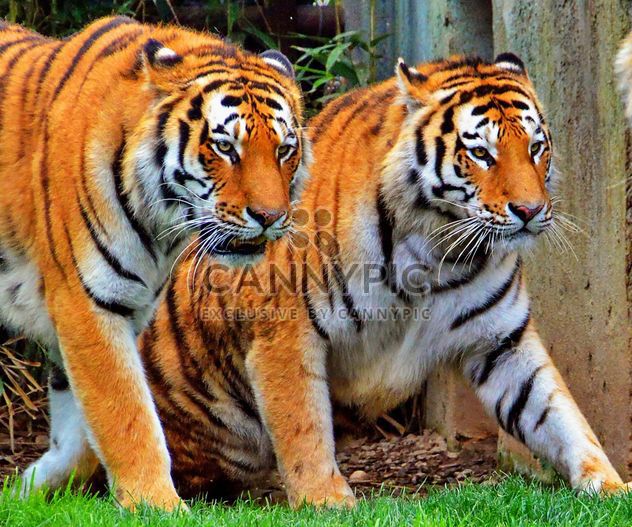 Tigers - Free image #273723