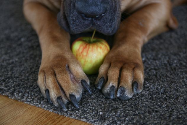 Apple in dog's paws - бесплатный image #274763