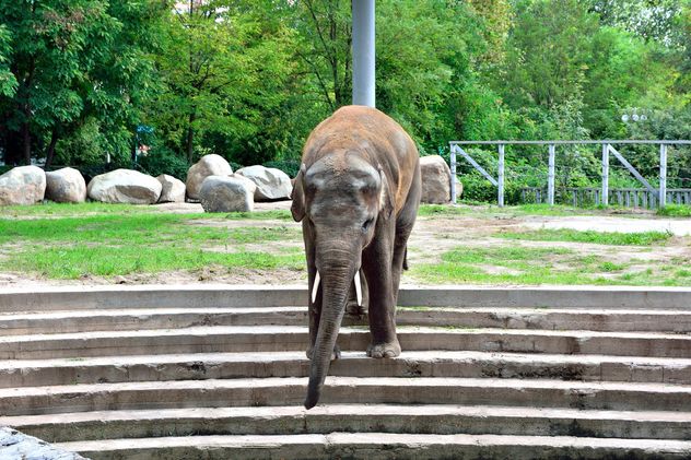 Elephant in the Zoo - image gratuit #274913 