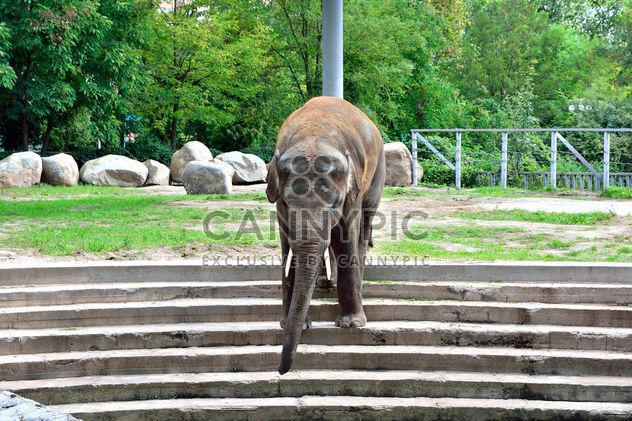 Elephant in the Zoo - image #274913 gratis