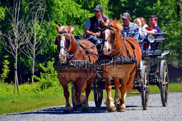 carriage drawn by two horses - Free image #274923