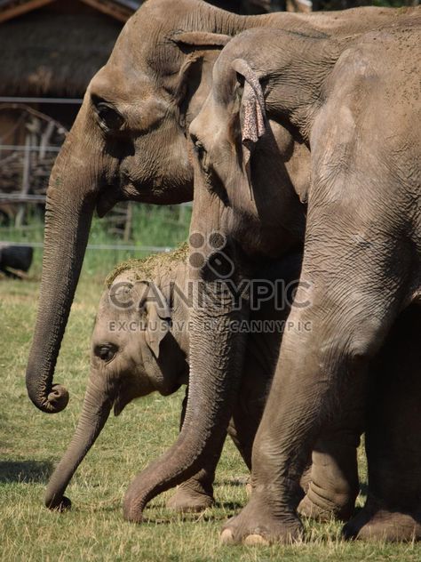 Elephants in the Zoo - Free image #274933