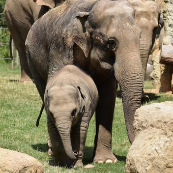 Elephants in the Zoo - бесплатный image #274943