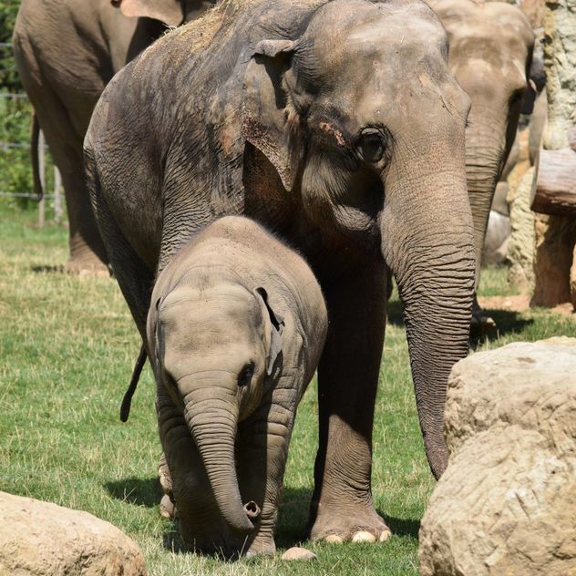 Elephants in the Zoo - Kostenloses image #274943