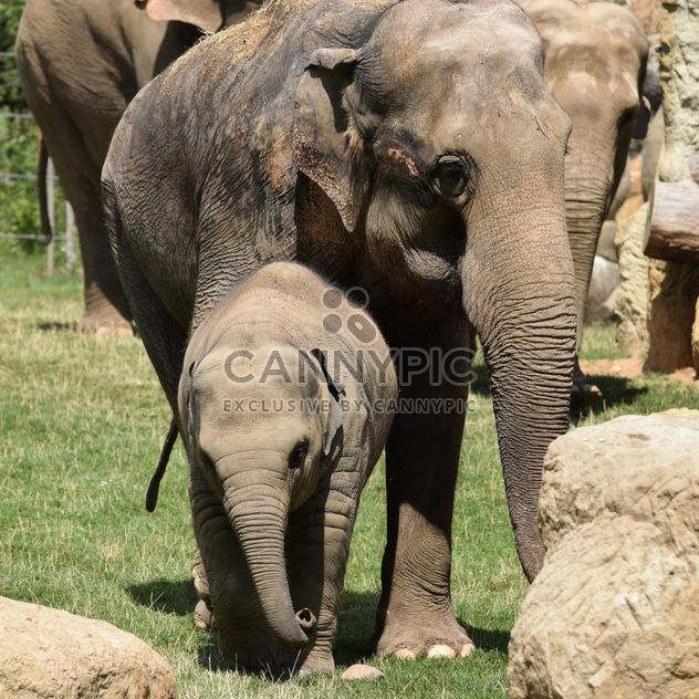 Elephants in the Zoo - Free image #274943
