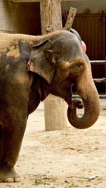 Elephant in the Zoo - Free image #274953