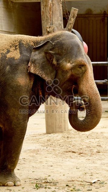 Elephant in the Zoo - image #274953 gratis