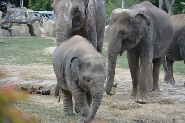 Elephants - Kostenloses image #274963