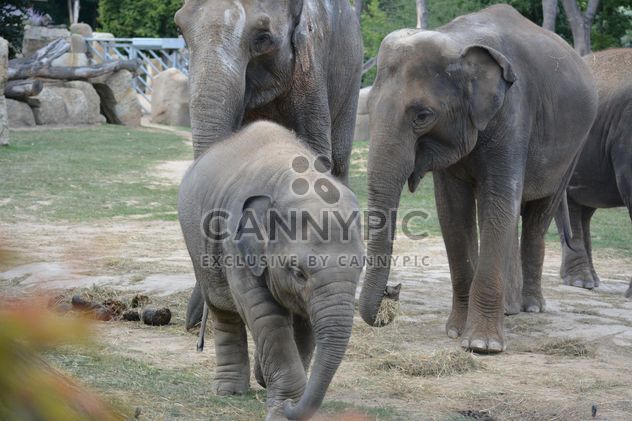 Elephants - Free image #274963
