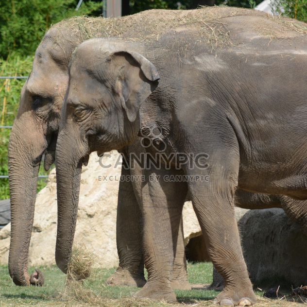Elephants in the Zoo - image gratuit #274973 