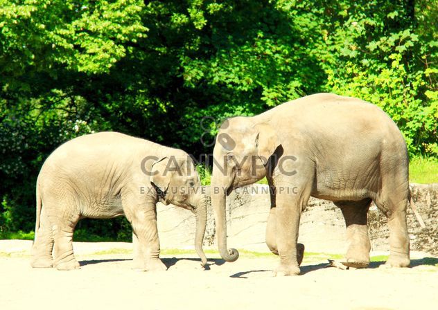 Elephants: large and small - Free image #275003