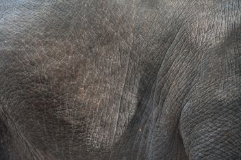 Elephant skin - Free image #275013