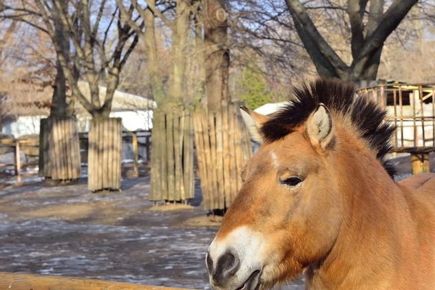 Wild horse in th Zoo - Kostenloses image #275033