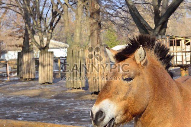Wild horse in th Zoo - image #275033 gratis