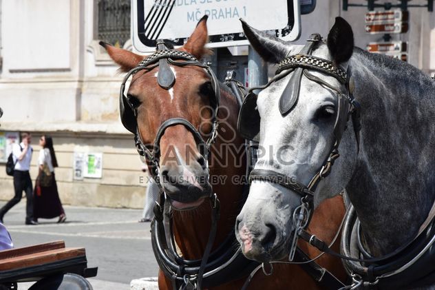 carriage drawn by two horses - бесплатный image #275043