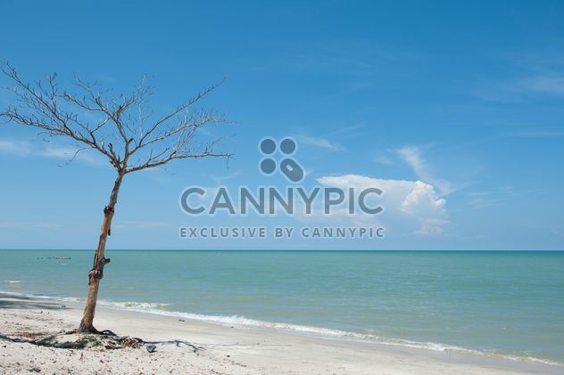 Tree on beach - image gratuit #275093 