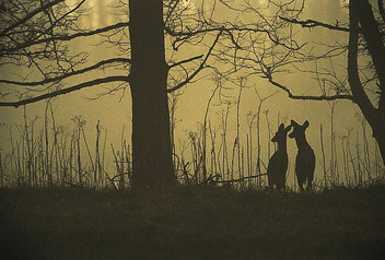 deer_silhouette - image #275333 gratis