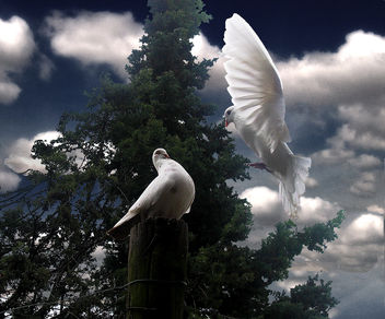 Easter Doves - Free image #275573