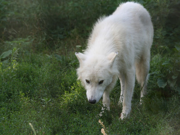 Leering Arctic Wolf - image gratuit #275633 