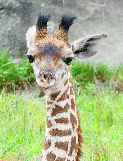 Baby giraffe - Free image #275653