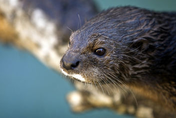 Otter, California or Africa, I Dunno. - Kostenloses image #275713