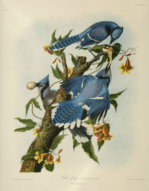 Vintage Bird Illustration, two blue jays - бесплатный image #275783