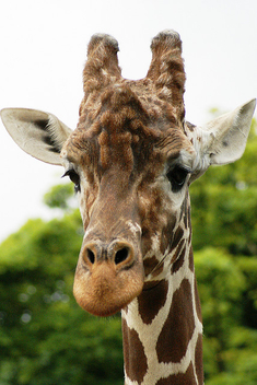 Giraffe - Kostenloses image #275793
