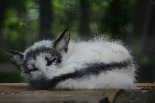 Sleeping Arctic Fox 2 - Free image #275813