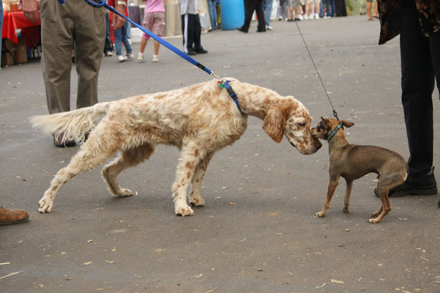 Dog Meets Dog - image gratuit #275833 