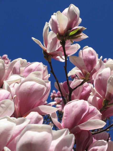 magnolias - image gratuit #275873 