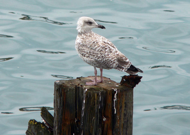 Seagull chick - бесплатный image #276053