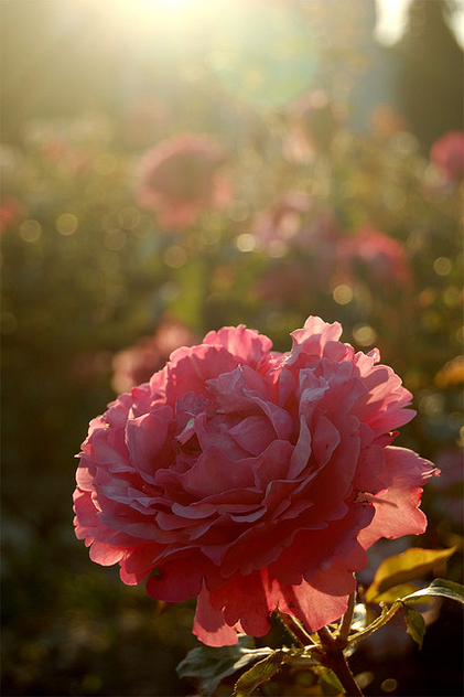 Illuminated rose - Free image #276393
