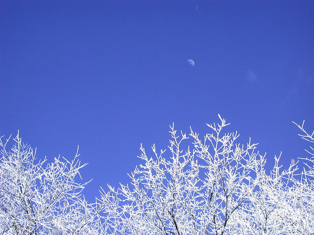 Winter Trees with Moon - image gratuit #276563 