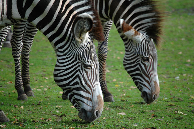 Zebra - Kostenloses image #276713