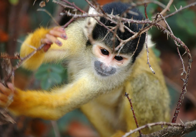 Squirrel monkey - Kostenloses image #276723