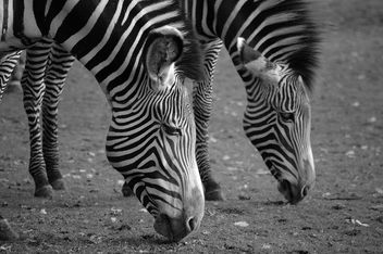 Zebra in B&W - Free image #276743
