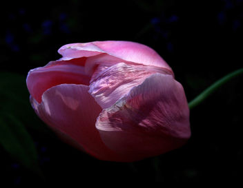 Nicajack Tulip - Free image #277003