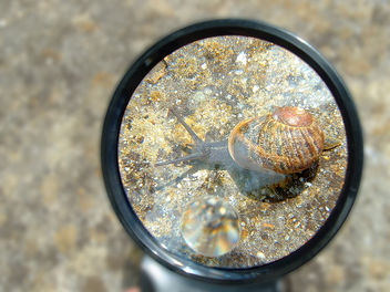 escargot / snail - бесплатный image #277173