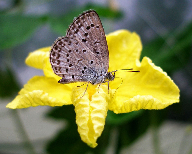 Butterfly on a yellow flower - Kostenloses image #277263