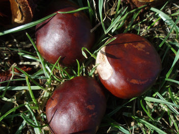 Conkers - Free image #277483