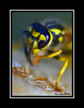 retrat d'una vespa 1- retrato de una avispa - potrait of a wasp - Kostenloses image #277613