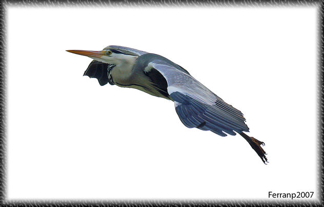 Bernat pescaire en vol 05 - Garza real en vuelo - Grey heron in flight - Ardea cinerea - Free image #277623