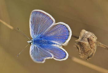papallona, blaueta - Polyommatus icarus - mariposa - butterfly - image #277653 gratis