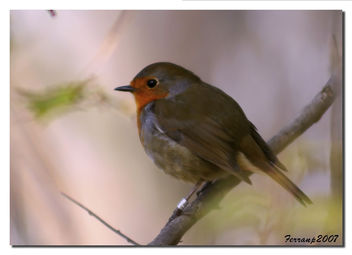petirrojo 05 - pit-roig - robin - Erithacus rubecula - image gratuit #277663 