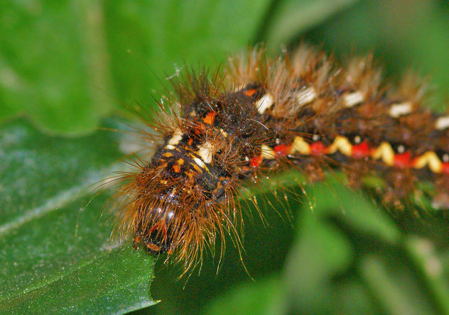 The caterpillar lunch - oruga peluda 01 - Acronicta rumicis - image gratuit #277743 