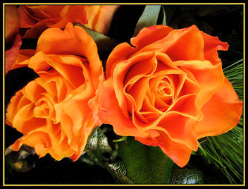 beautiful_roses - image #277843 gratis